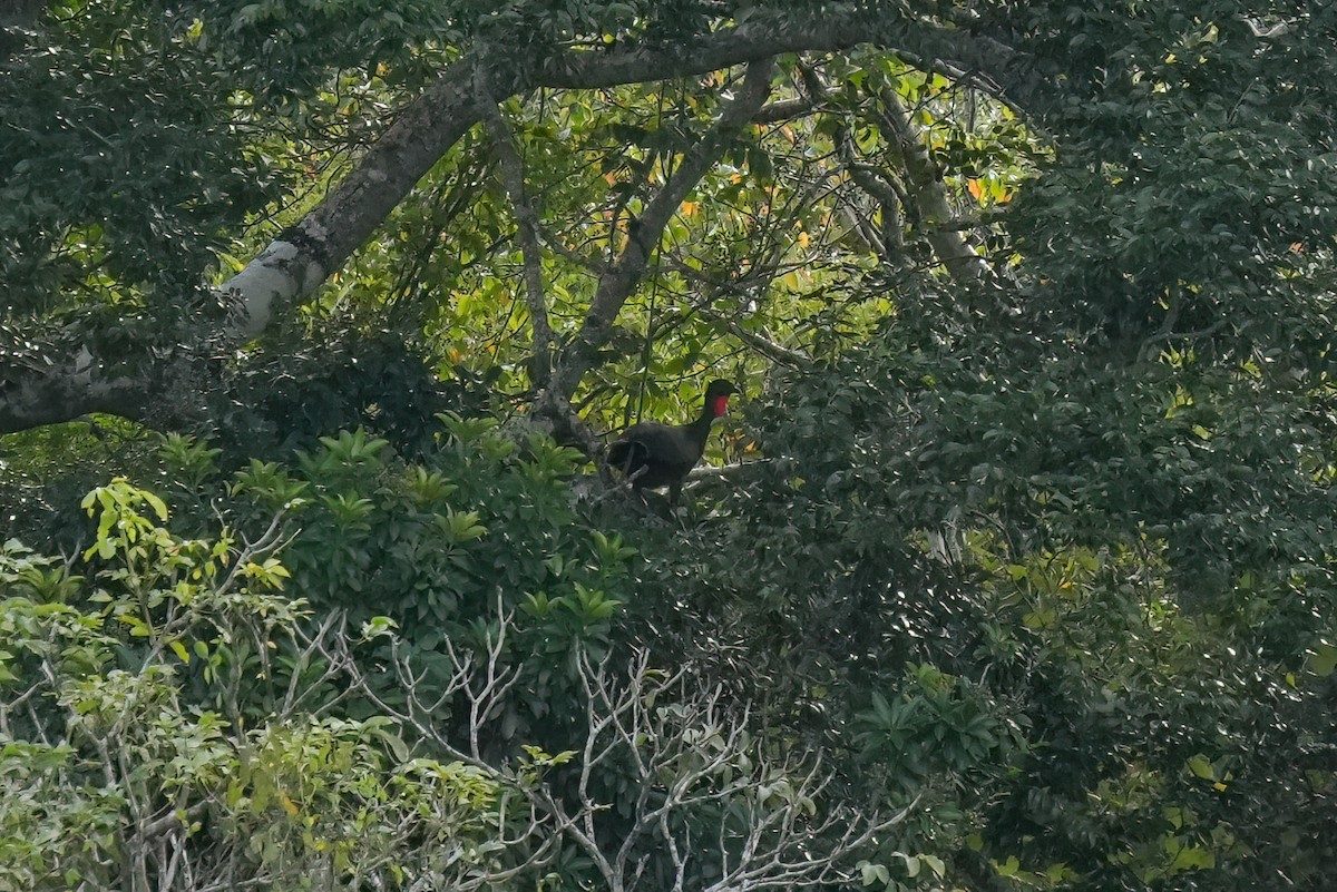 Crested Guan - ML647510899