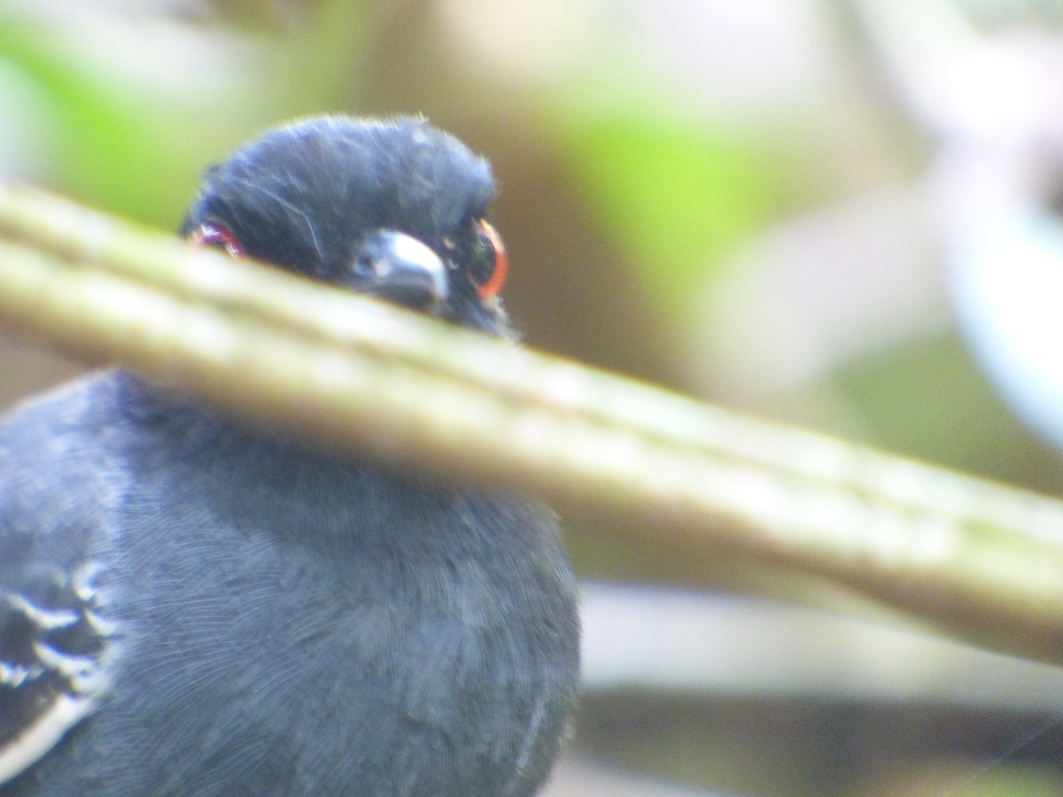 Black-tailed Antbird - ML647510900