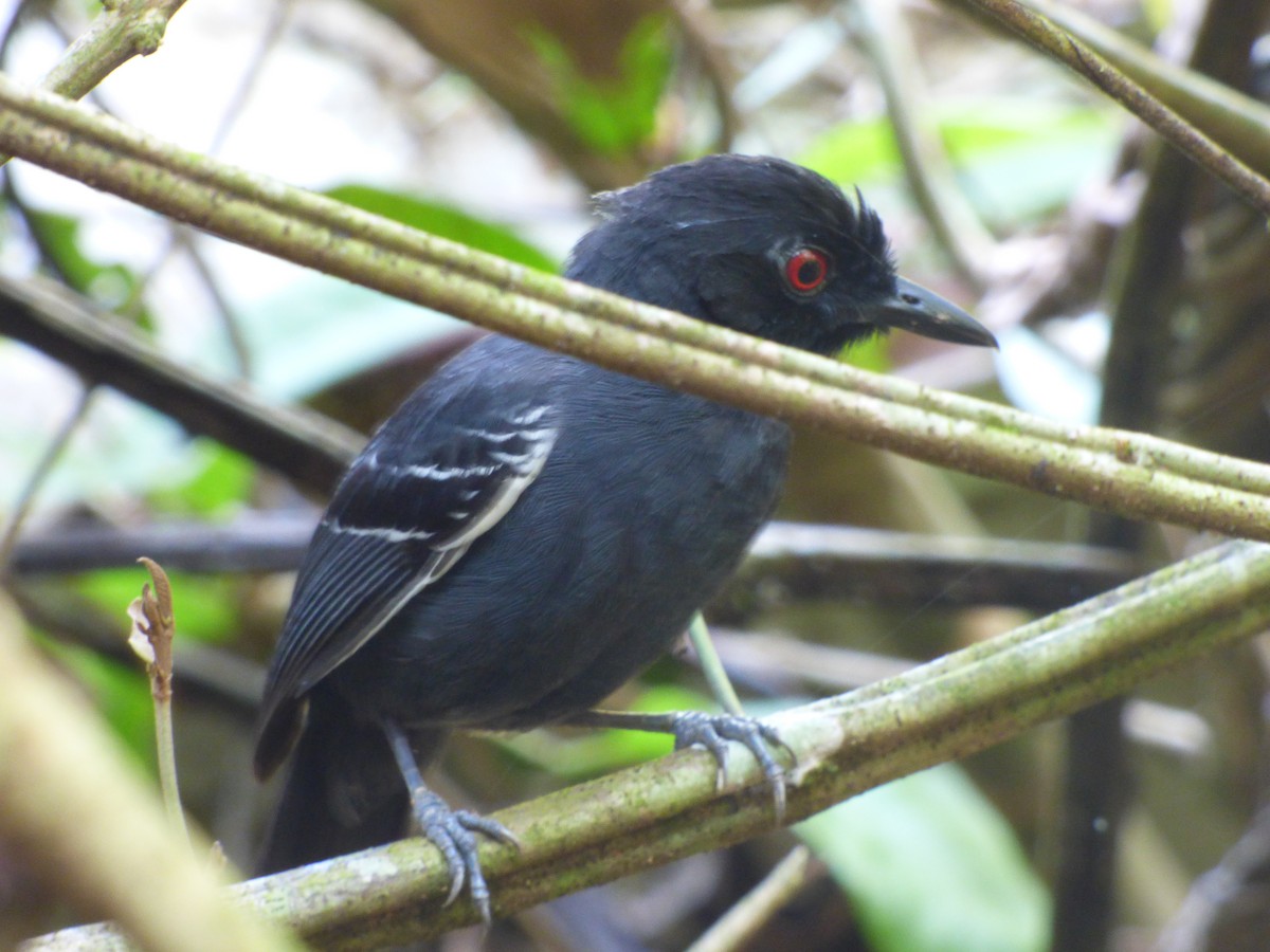Black-tailed Antbird - ML647510901