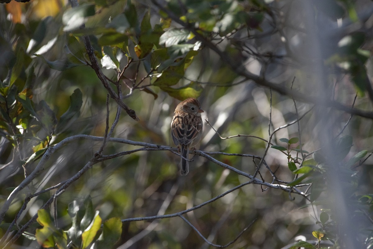 Field Sparrow - ML647510902