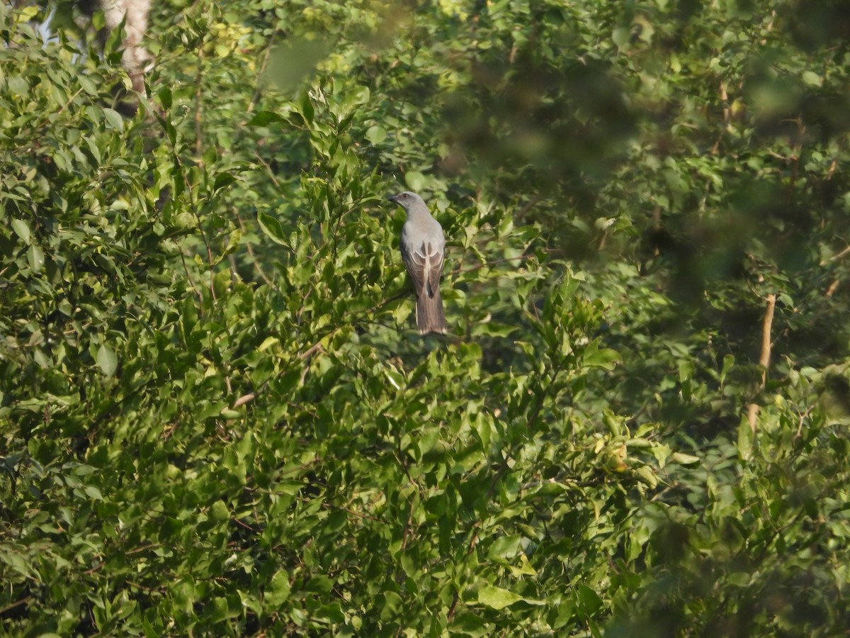Oriental Cuckooshrike - ML647510903