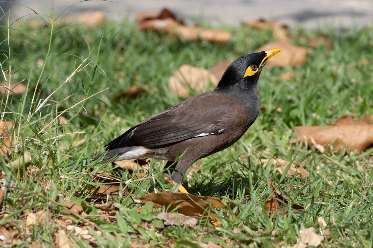Common Myna - ML647510906