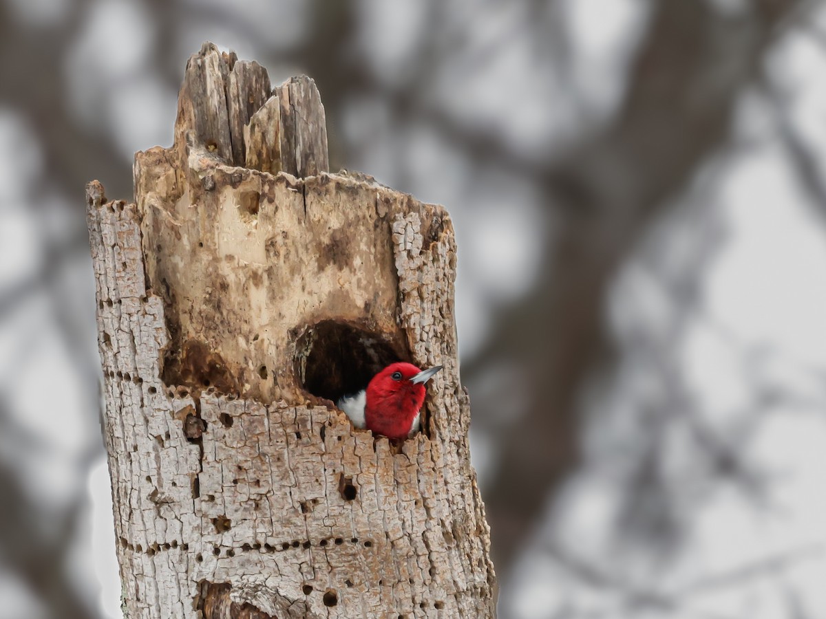Red-headed Woodpecker - ML647510907