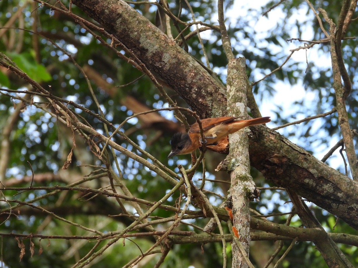 Crested Becard - ML647510908