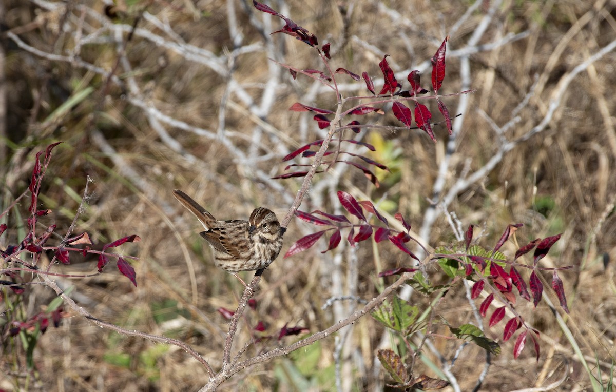 Song Sparrow - ML647510909
