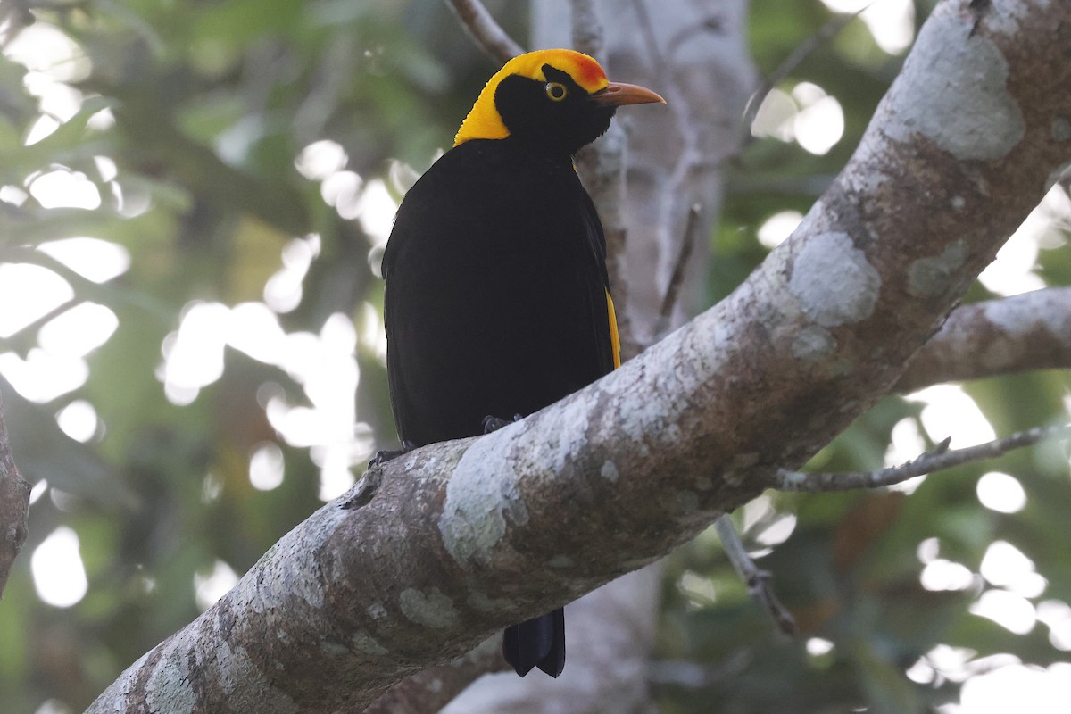 Regent Bowerbird - ML647510910