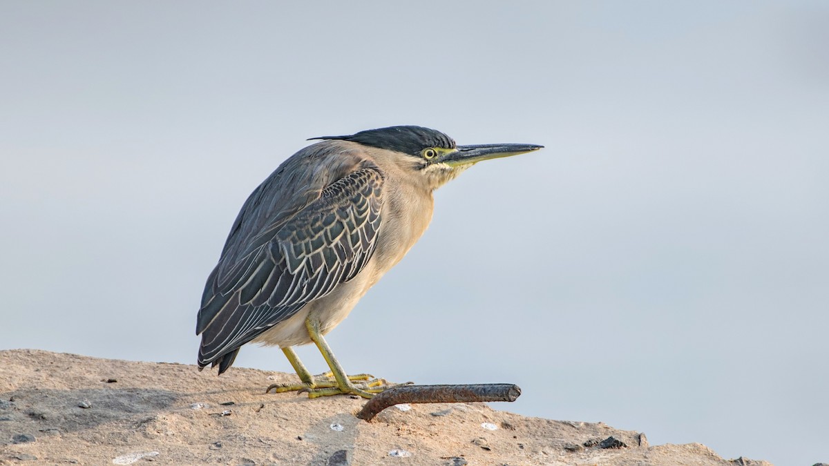 Little Heron - ML647510911
