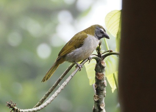 Buff-throated Saltator - ML647510912