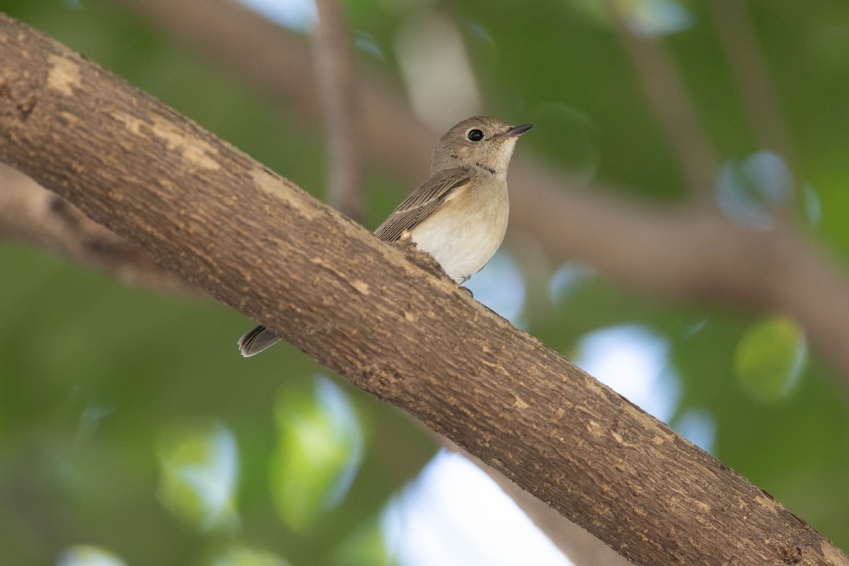 Taiga Flycatcher - ML647510913