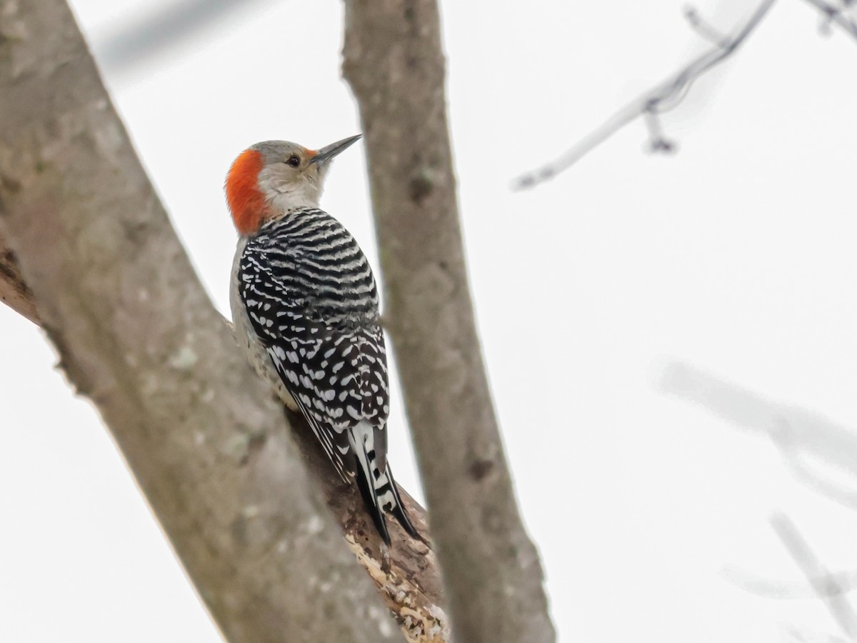 Red-bellied Woodpecker - ML647510914