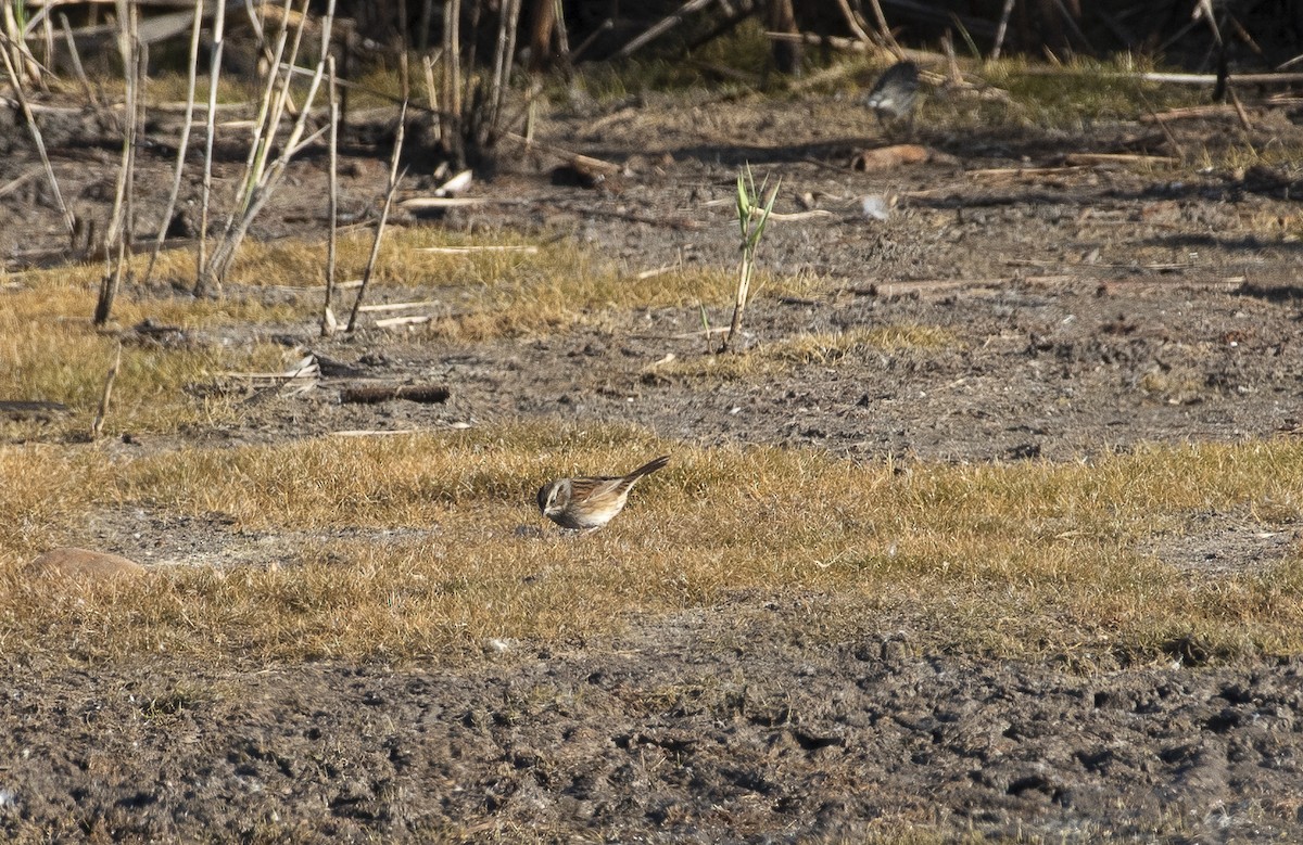 Swamp Sparrow - ML647510915