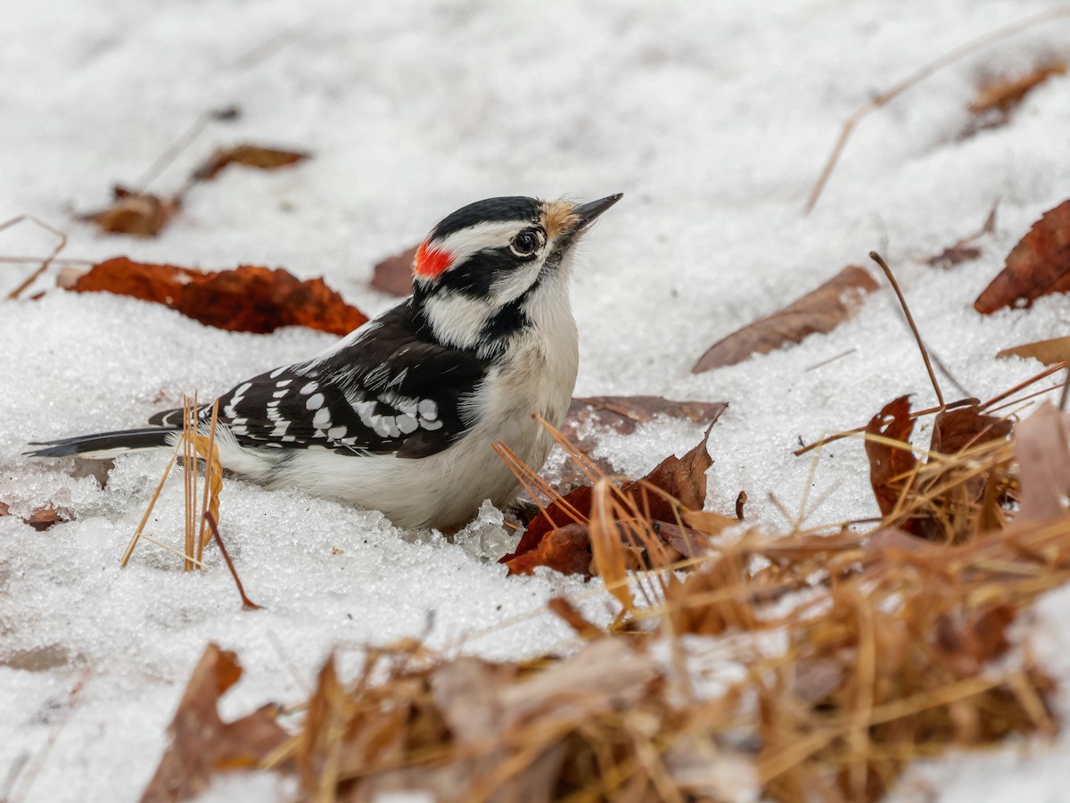 Downy Woodpecker - ML647510917