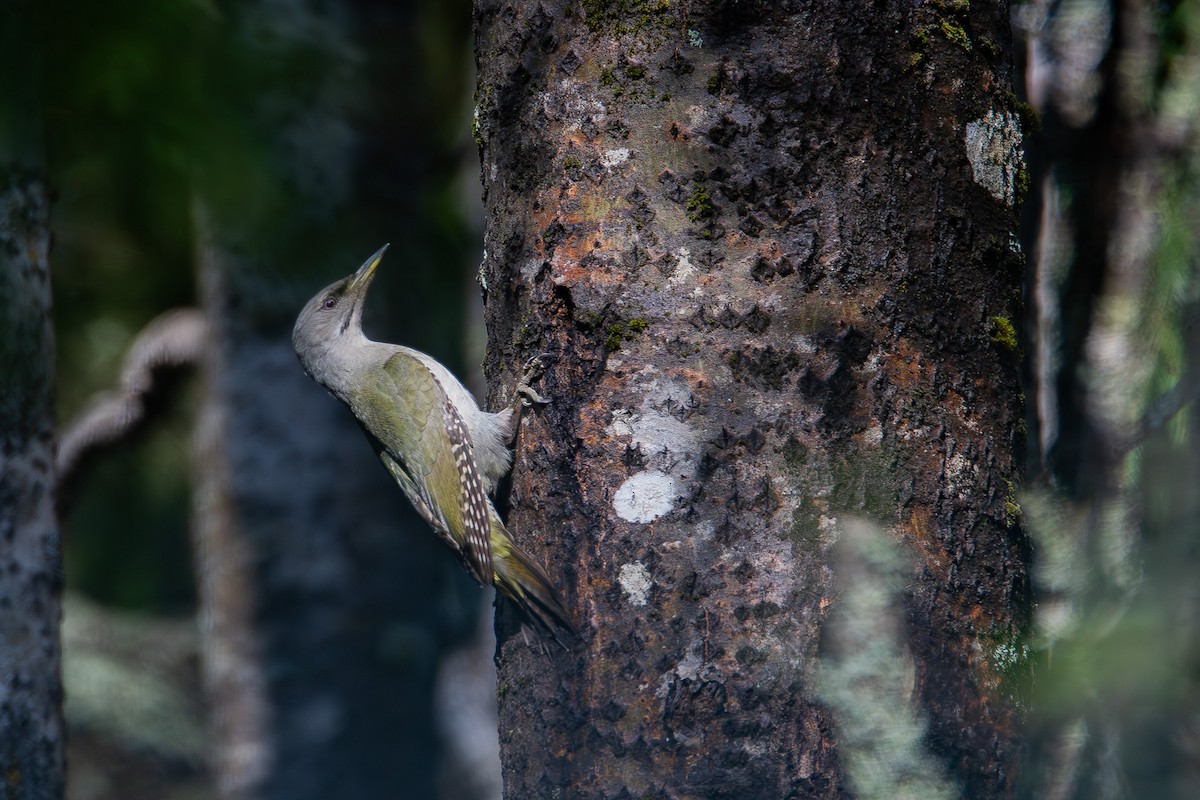 Pic cendré - ML647510932