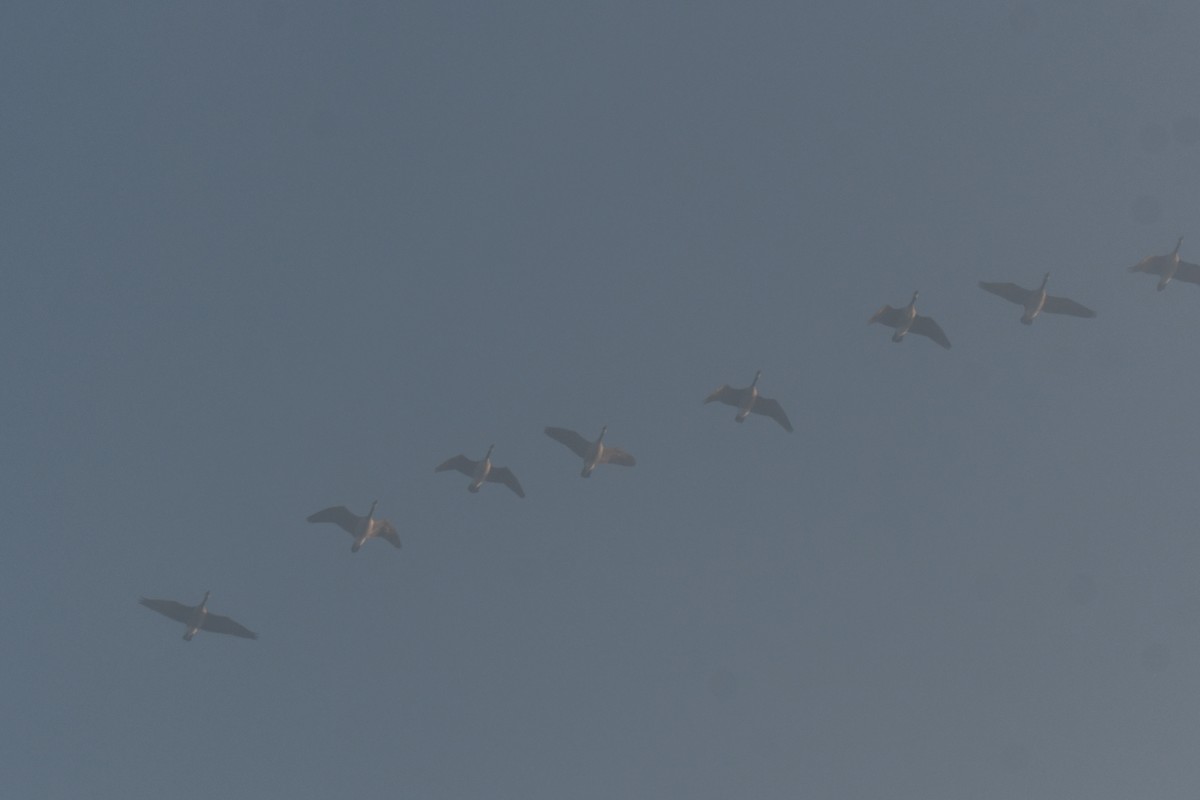 Канадская казарка - ML647510934