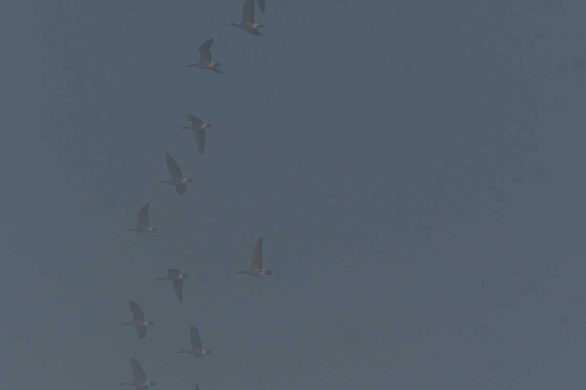 Канадская казарка - ML647510935