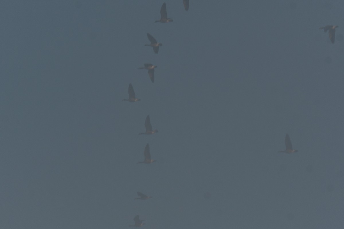 Канадская казарка - ML647510937