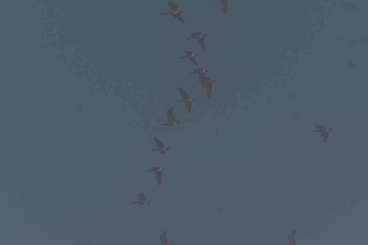 Канадская казарка - ML647510938