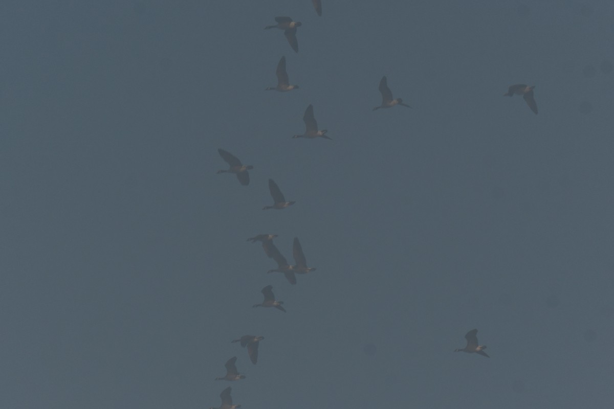 Канадская казарка - ML647510939