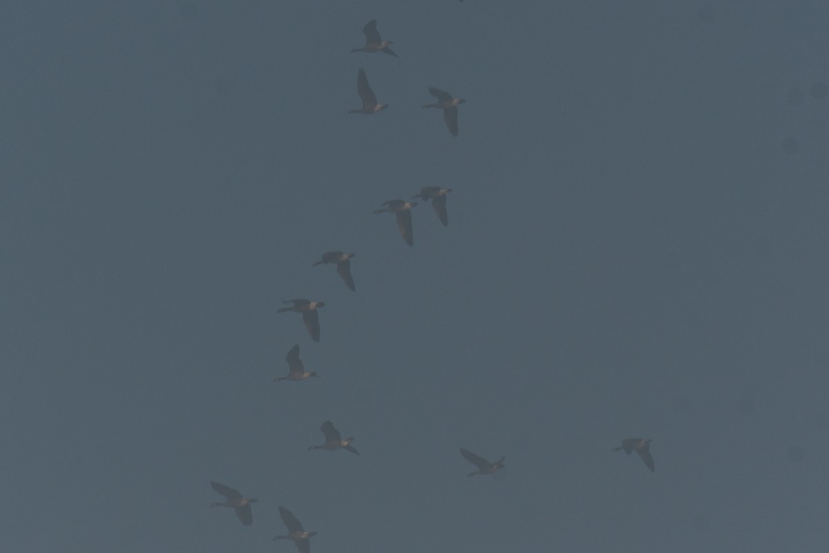 Канадская казарка - ML647510940