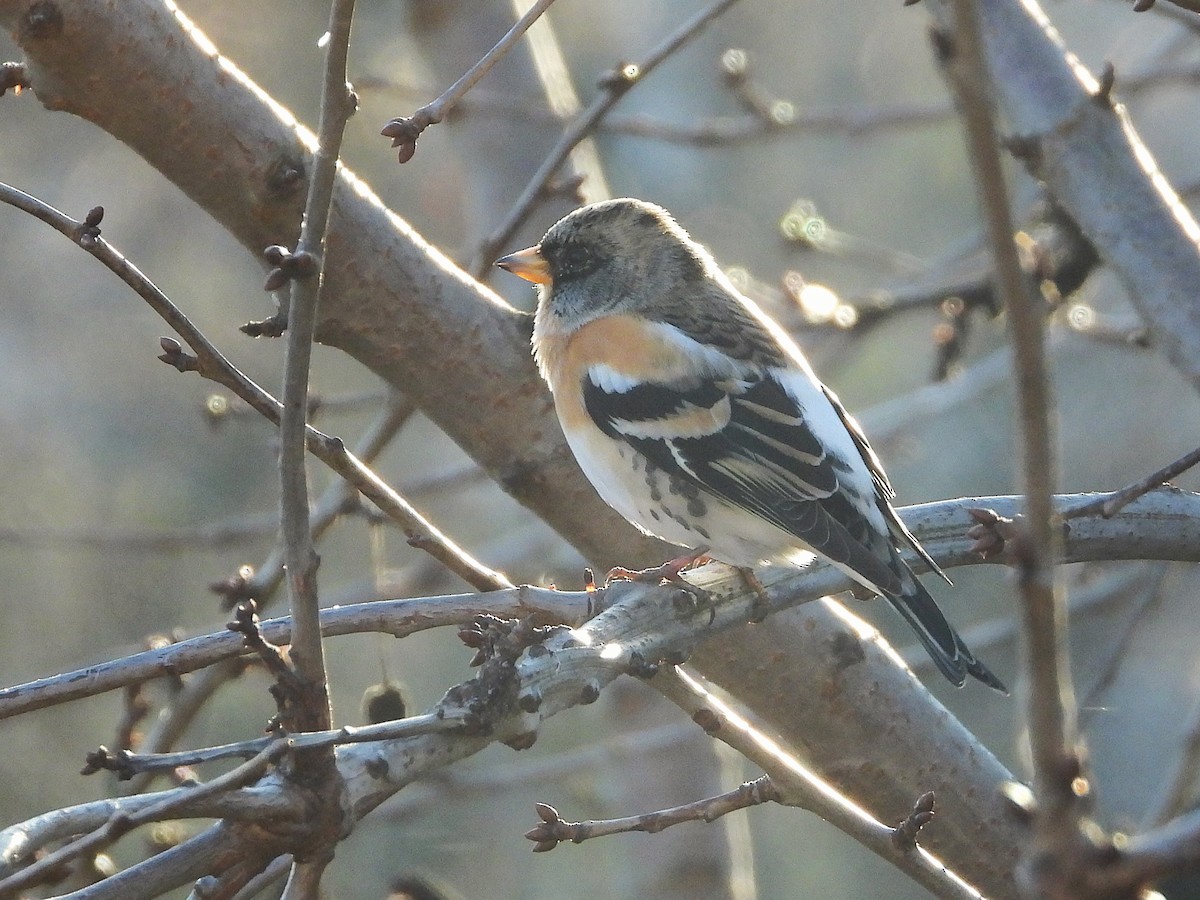 Brambling - ML647510949