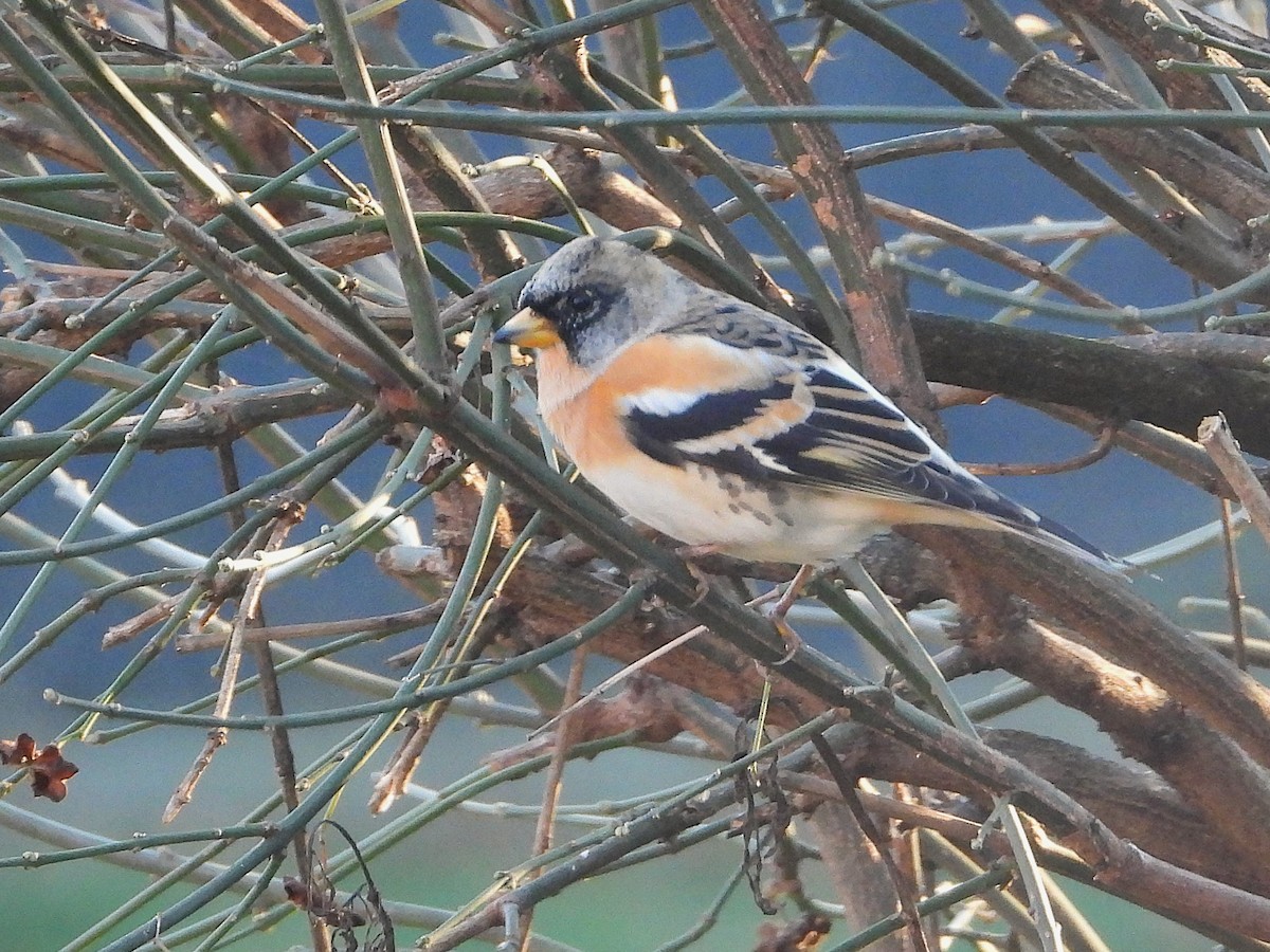 Brambling - ML647510950