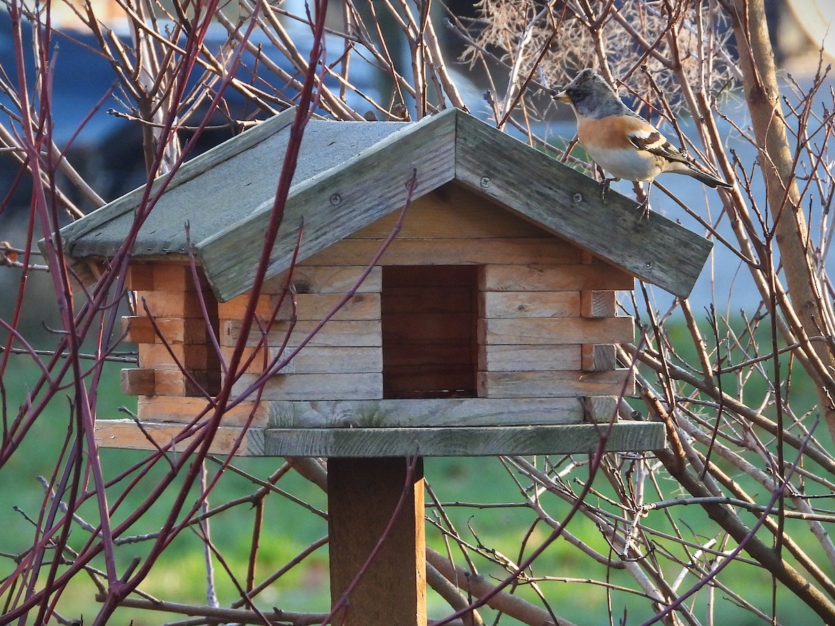 Brambling - ML647510951