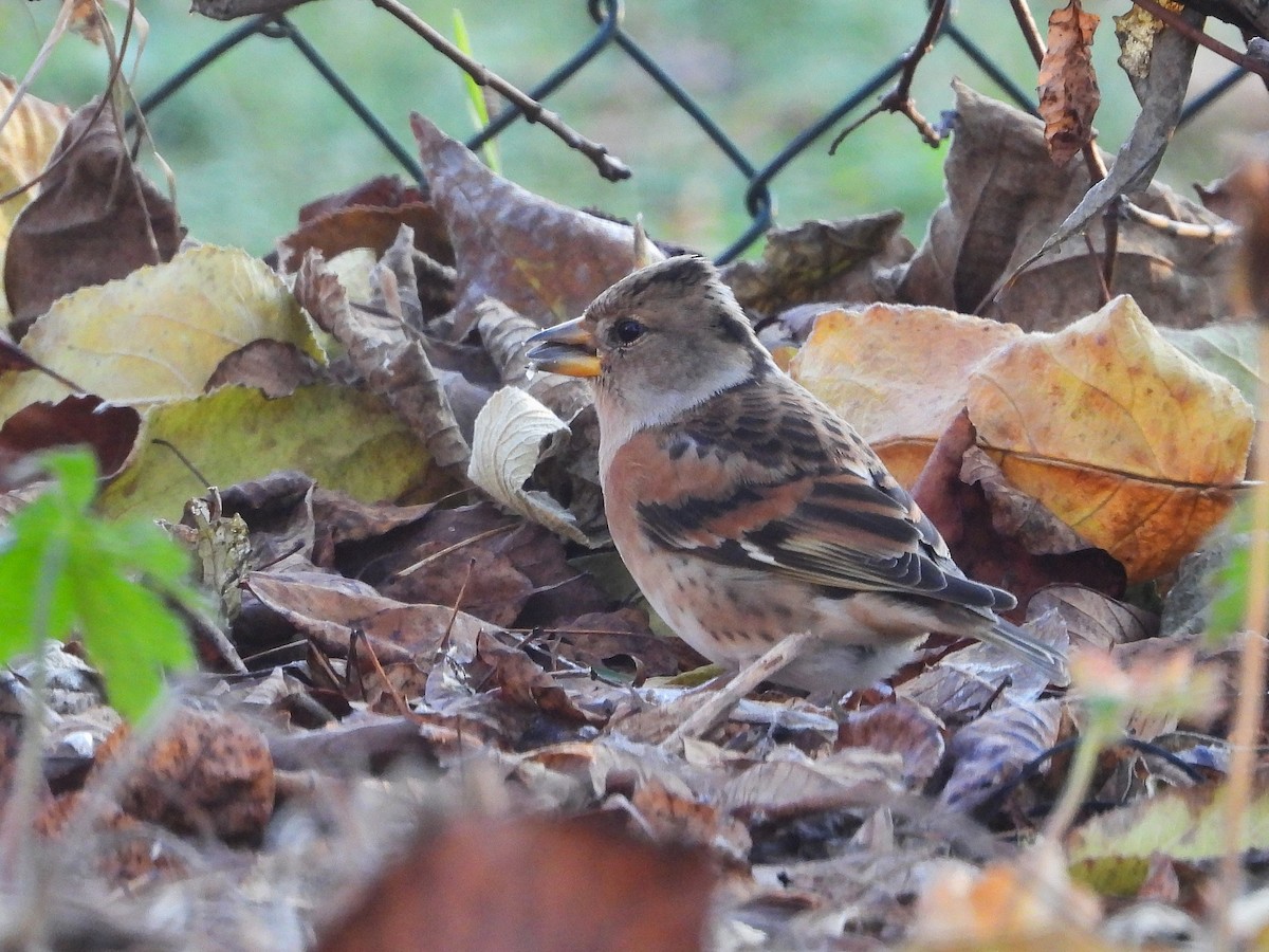 Brambling - ML647510952