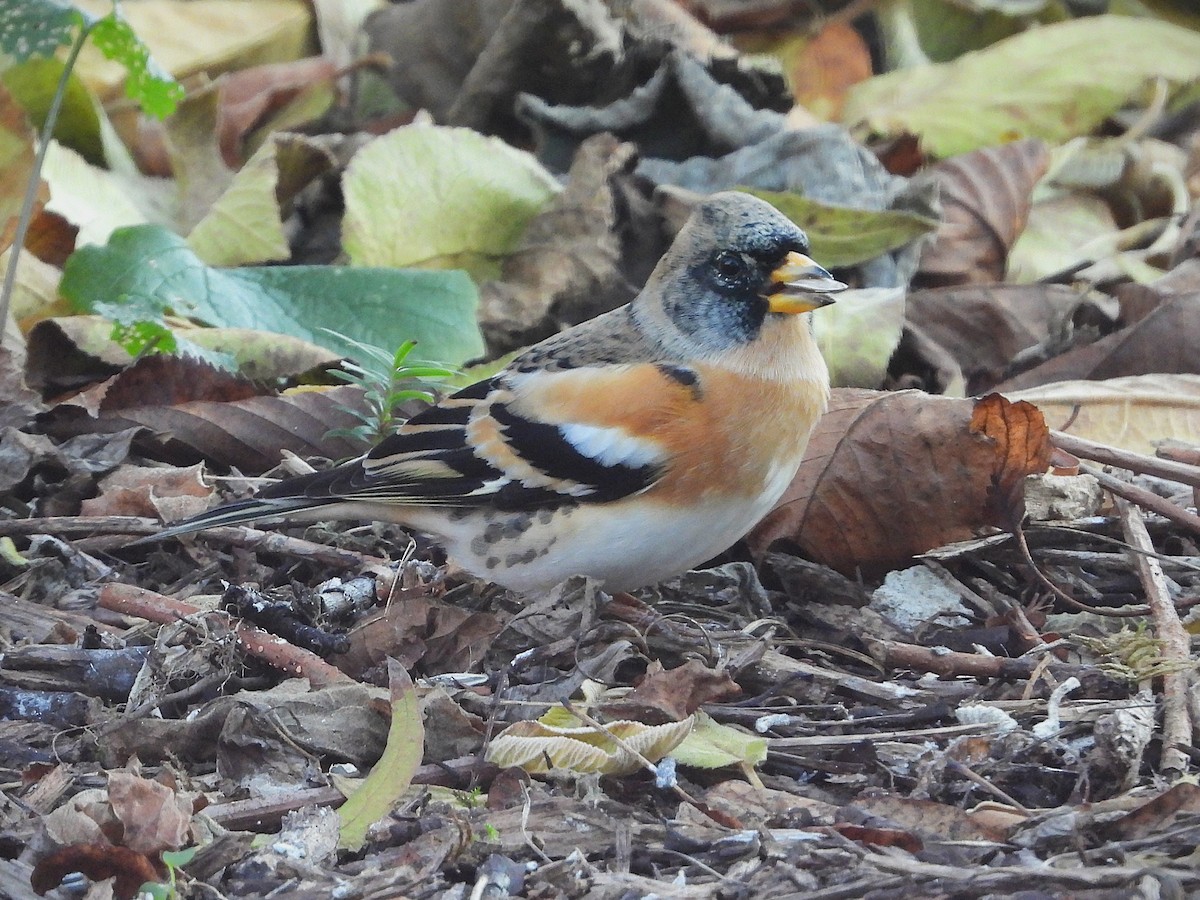 Brambling - ML647510953
