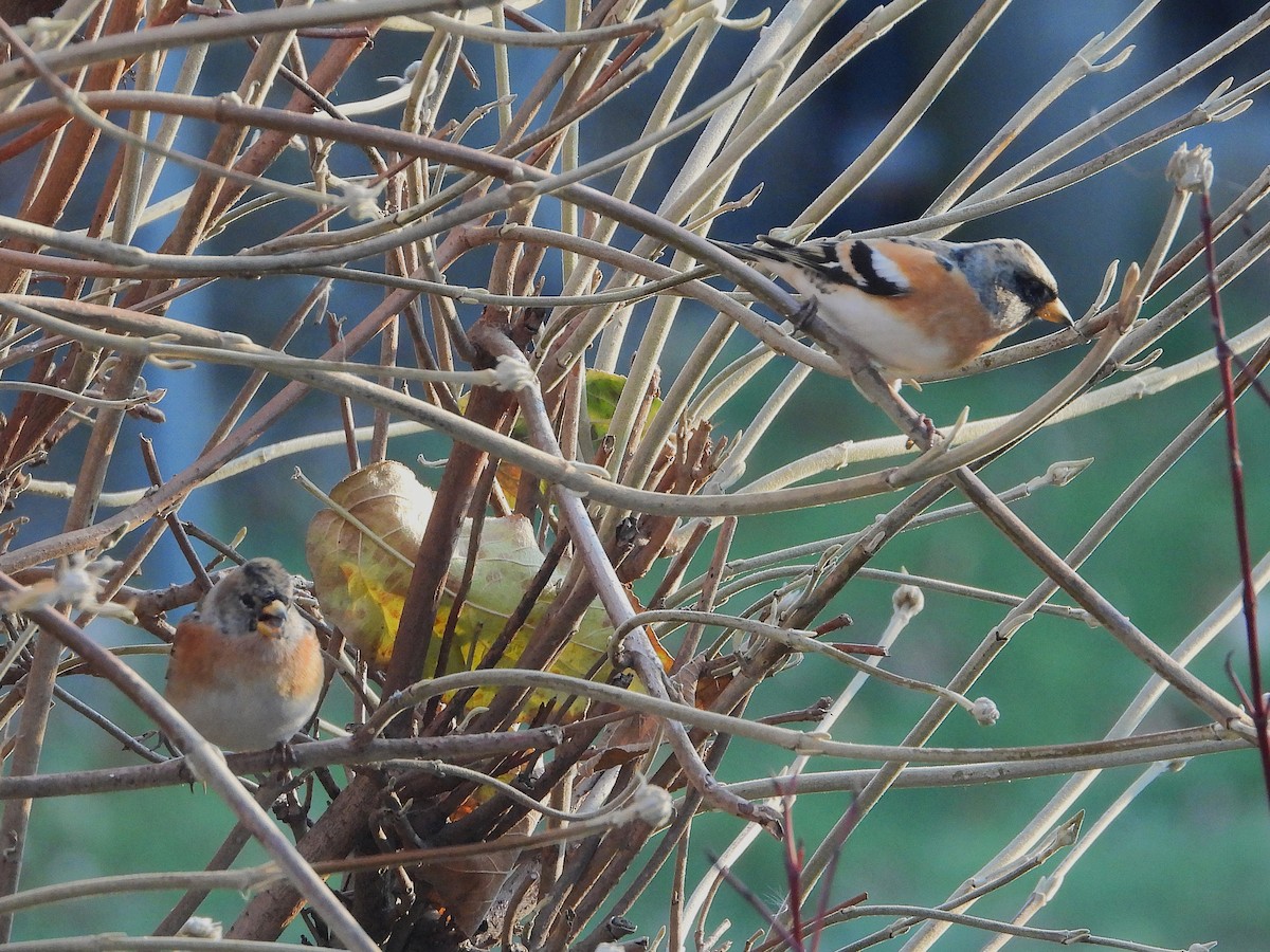 Brambling - ML647510954