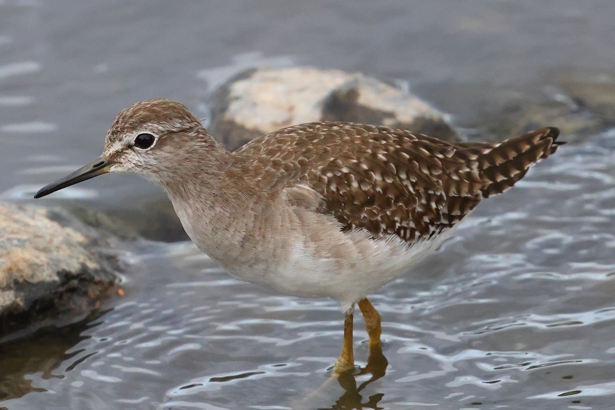 Wood Sandpiper - ML647510963