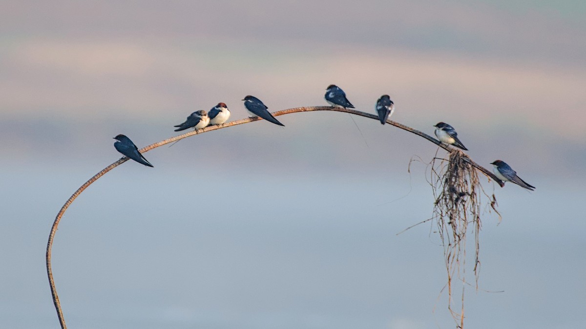 Wire-tailed Swallow - ML647510964