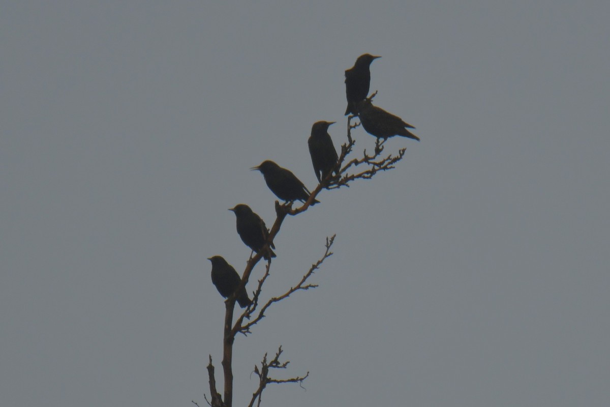 European Starling - ML647510982