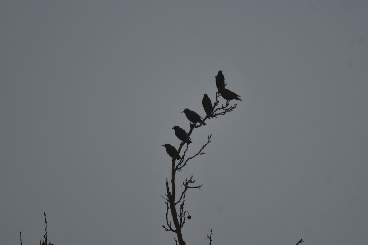 European Starling - ML647510983