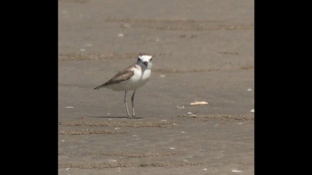 Пісочник китайський - ML647510992