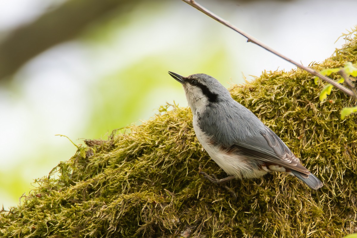 Eurasian Nuthatch - ML647511006