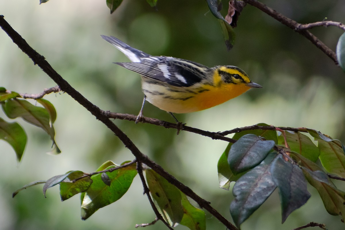 Blackburnian Warbler - ML647511027