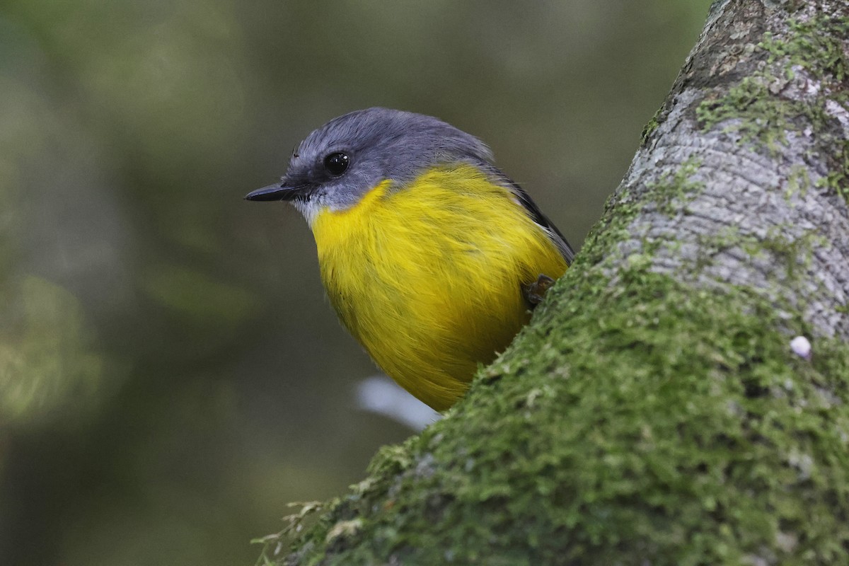 Eastern Yellow Robin - ML647511034