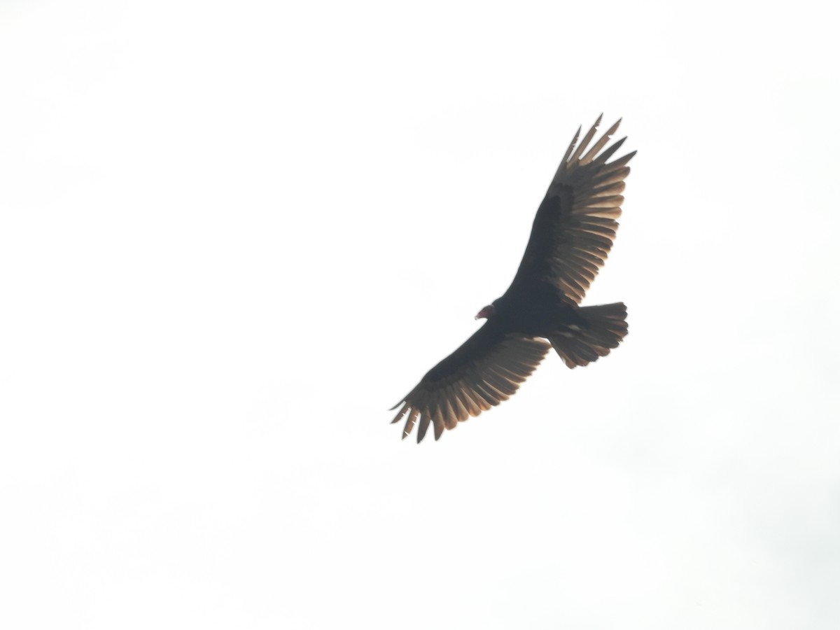 Turkey Vulture - ML647511035