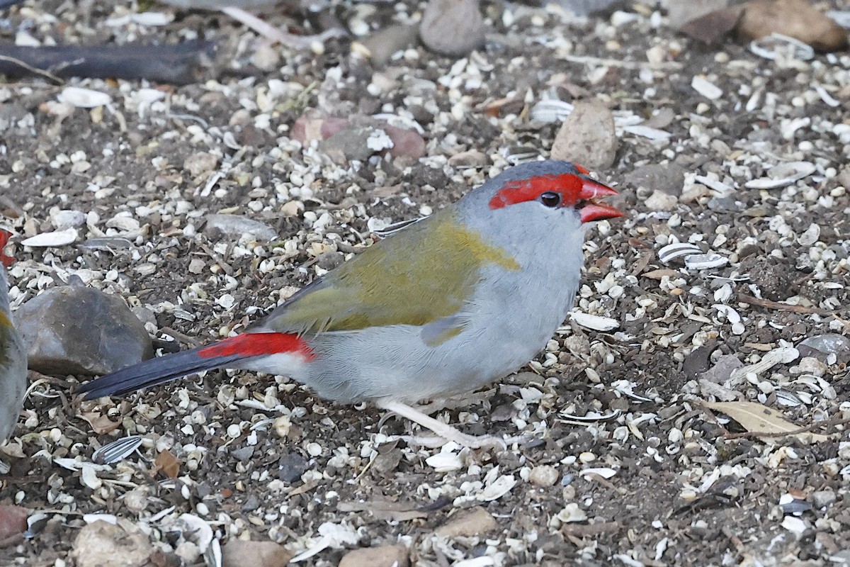 Red-browed Firetail - ML647511048