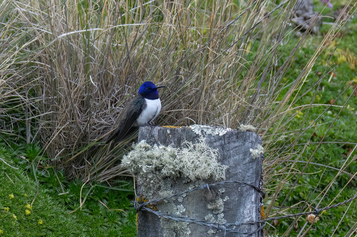 Ecuadorian Hillstar - ML647511054