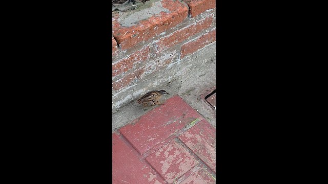 Yellow-breasted Crake - ML647511058