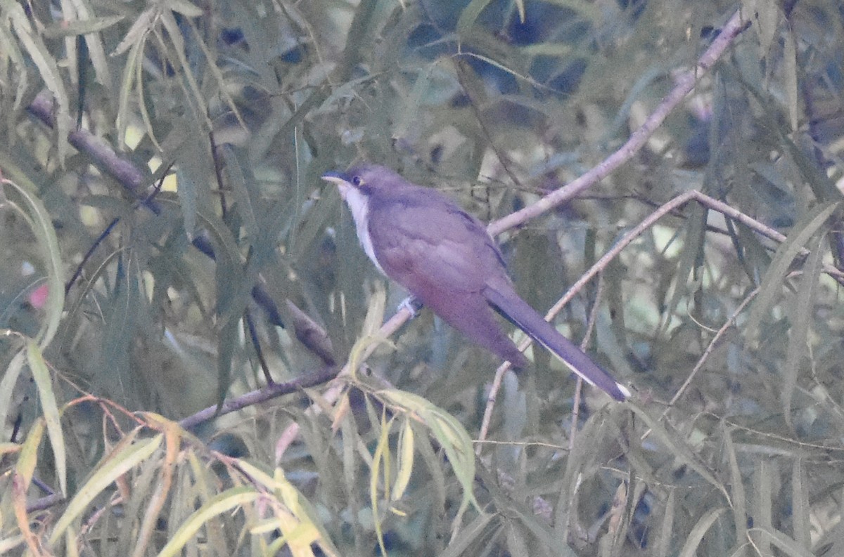Yellow-billed Cuckoo - ML647511061