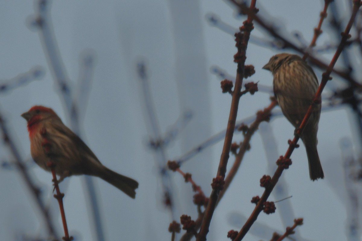 Roselin familier - ML647511068