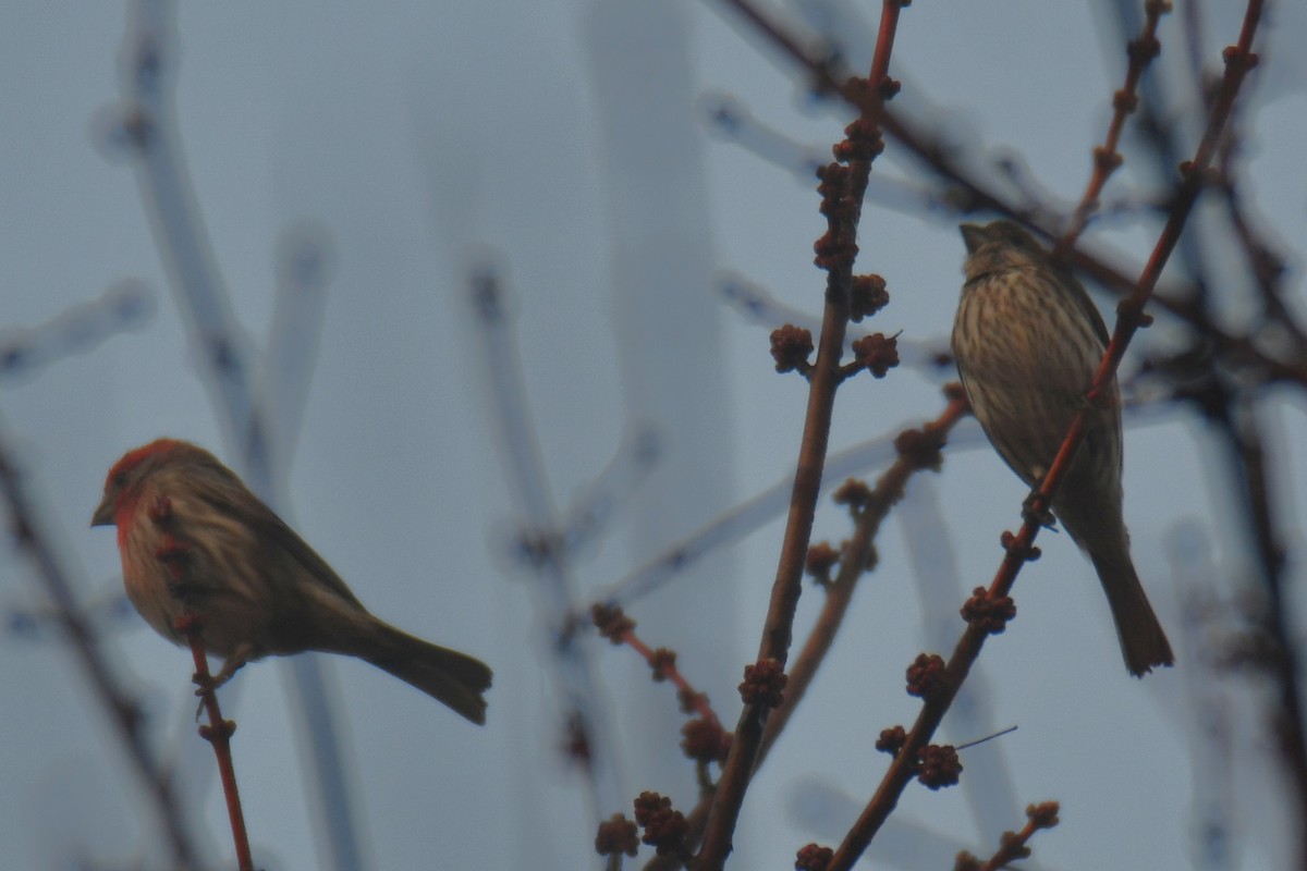 Roselin familier - ML647511069