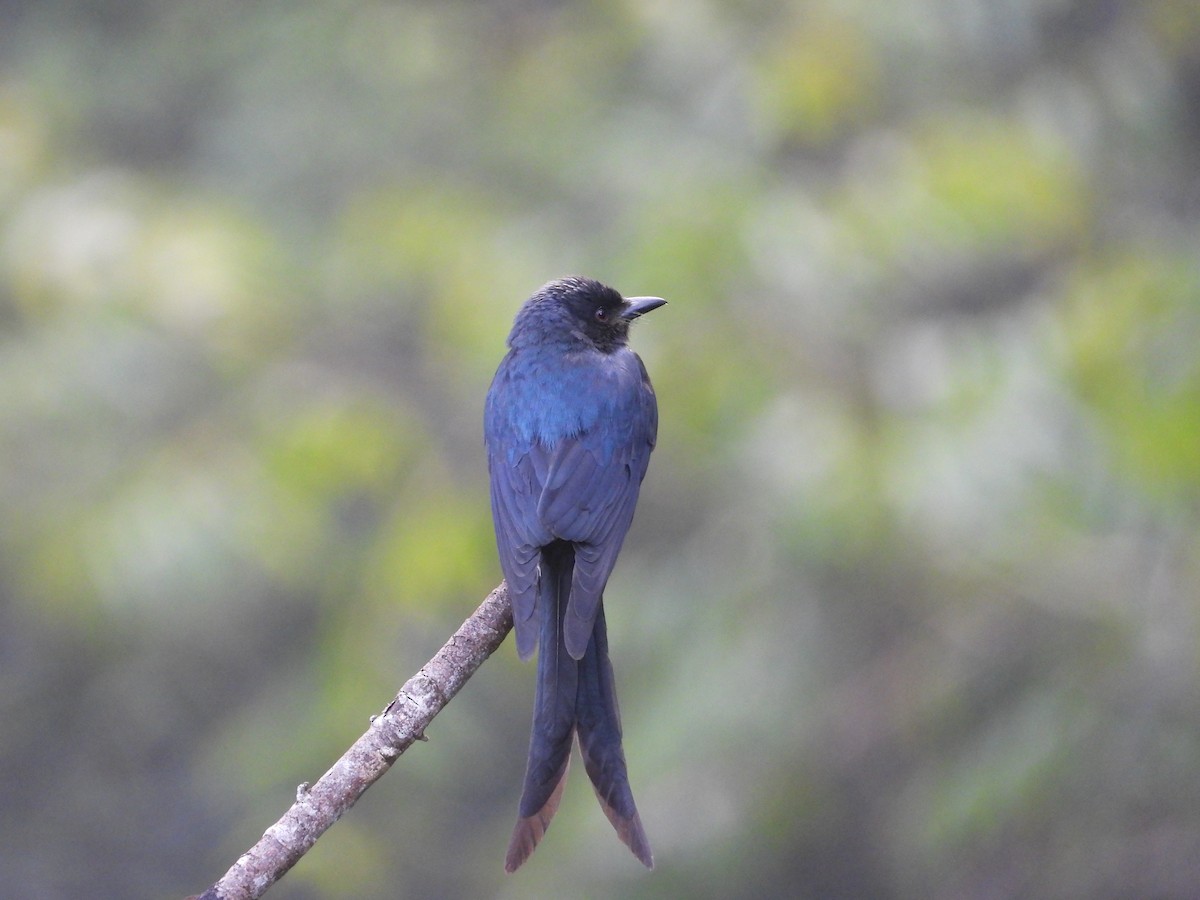 Bronzed Drongo - ML647511076