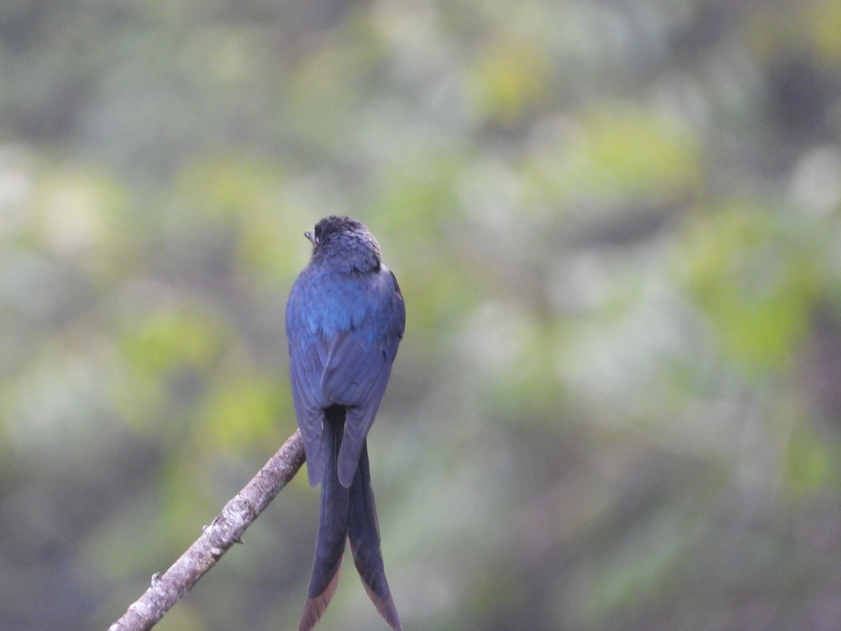 Bronzed Drongo - ML647511077