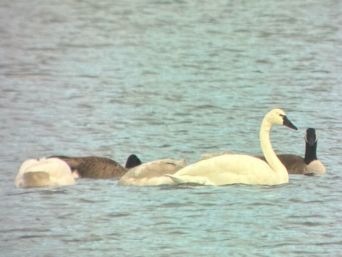 コハクチョウ - ML647511082