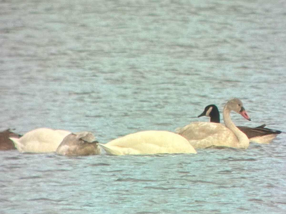 コハクチョウ - ML647511083