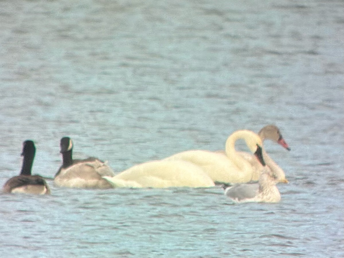 コハクチョウ - ML647511084