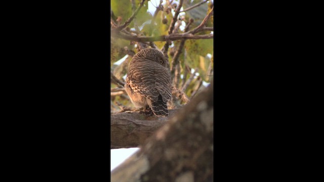 Сичик-горобець азійський - ML647511087